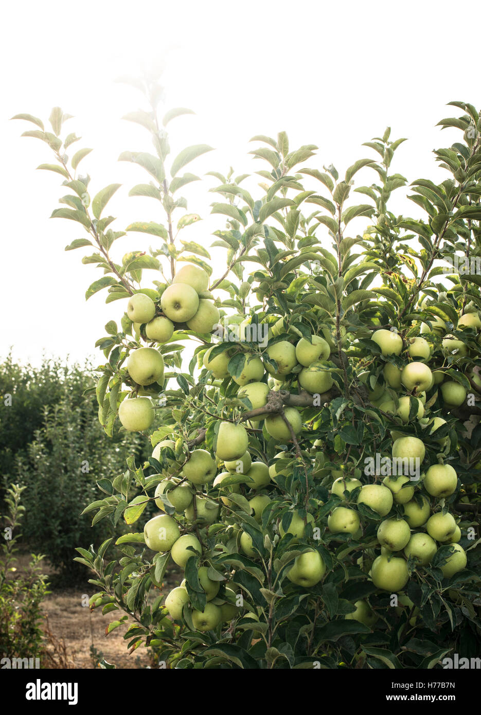 Äpfel wachsen in einem Obstgarten Stockfoto