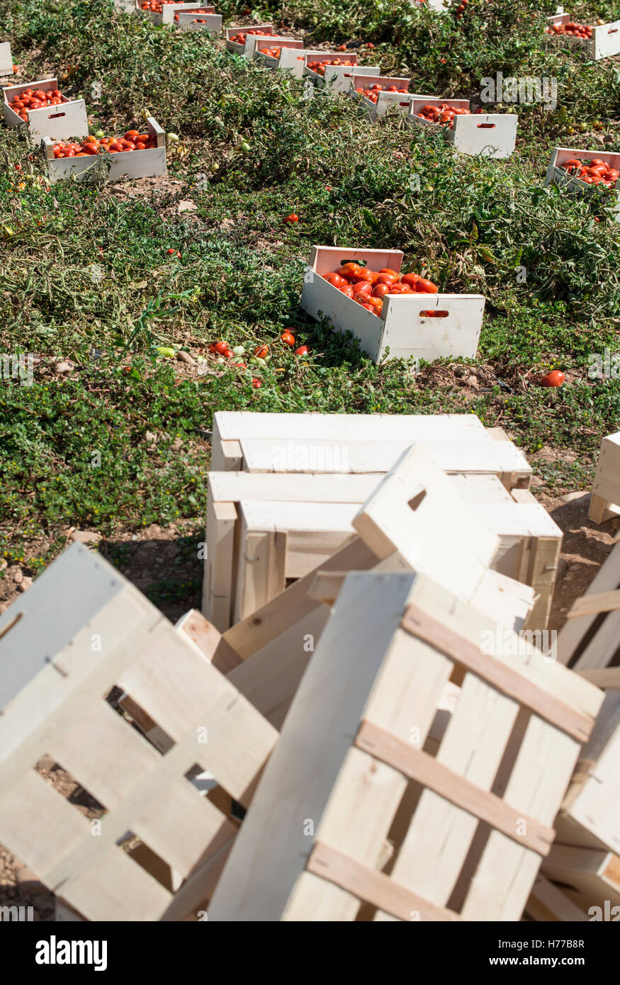 Kisten mit frischen Tomaten in einem Feld Stockfoto