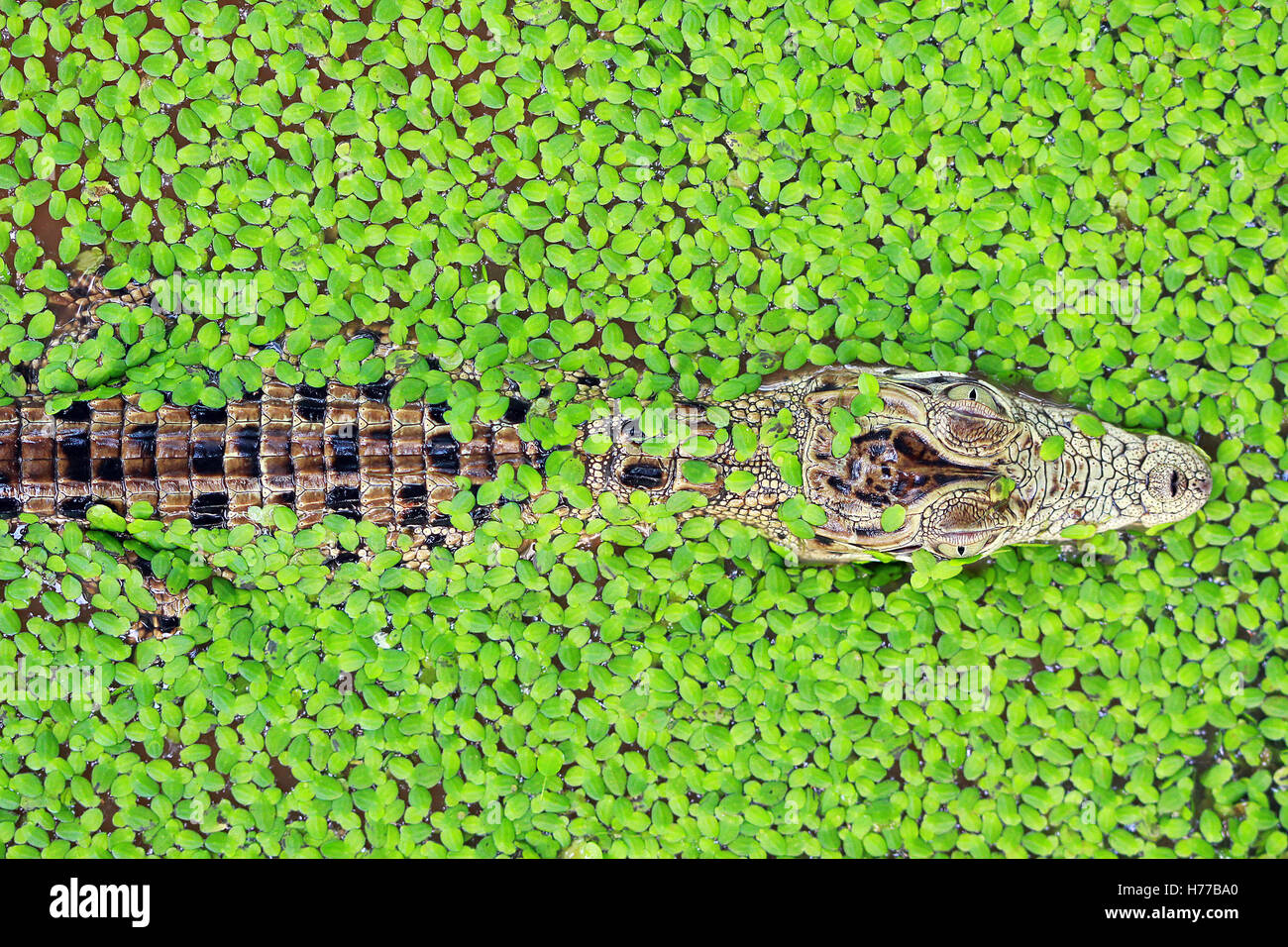 Blick von oben auf ein Krokodil, das durch Entenkraut in einem Fluss schwimmt, Indonesien Stockfoto