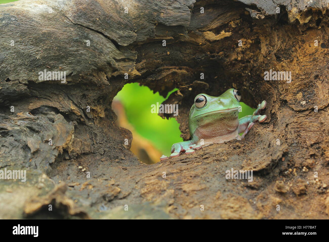 Laubfrosch, die auf der Suche durch Loch in ein Holzscheit, Indonesien Stockfoto