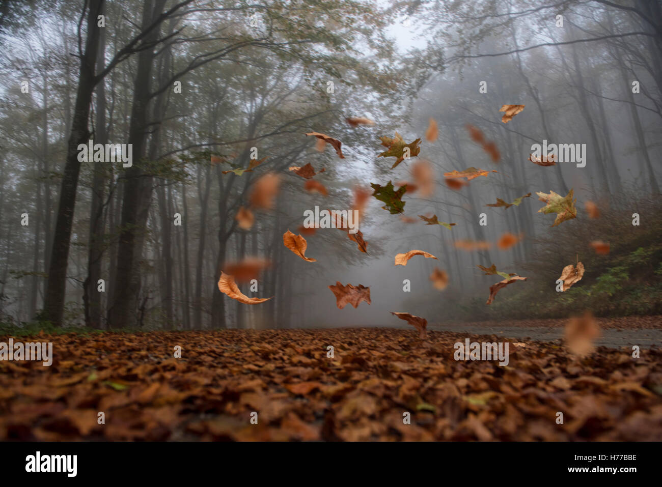 Herbstlaub in einem Wald, Stara Zagora, Bulgarien Stockfoto