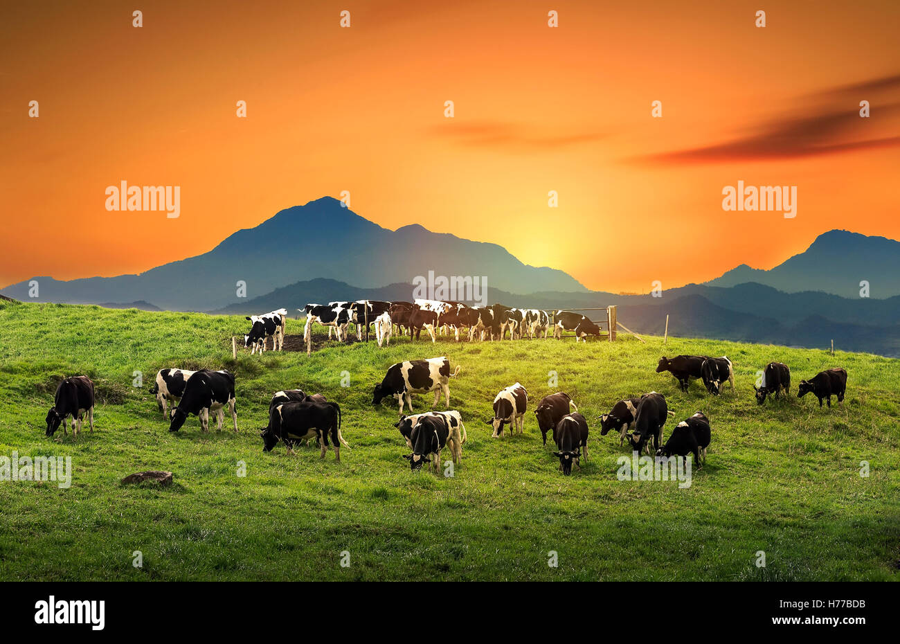 Grasende Kühe auf einem Feld bei Sonnenaufgang Stockfoto