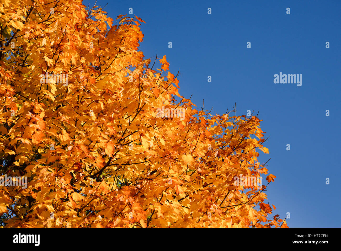 Goldene Blätter gegen den blauen Himmel Stockfoto
