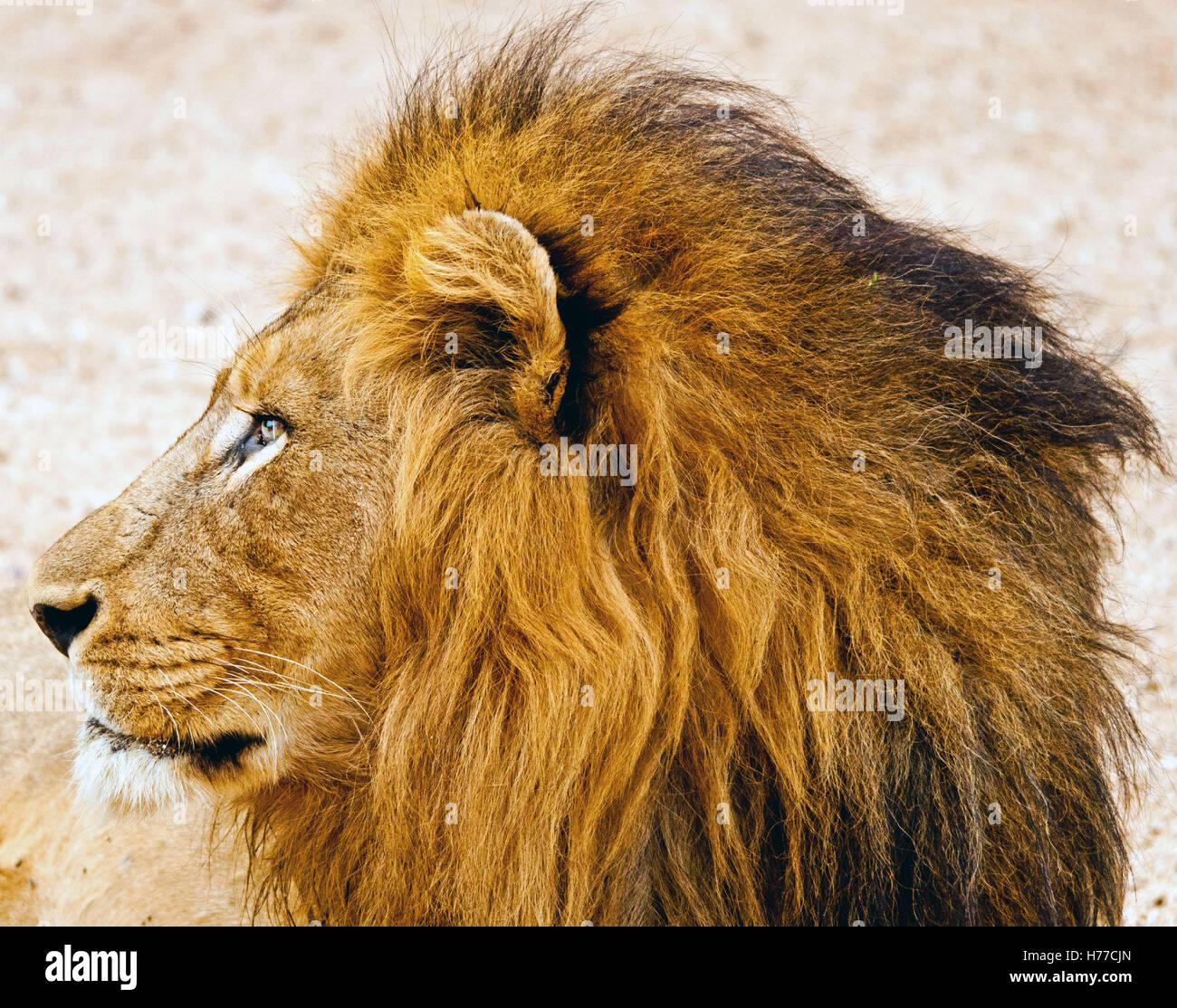 Porträt eines Löwen, Südafrika Stockfoto