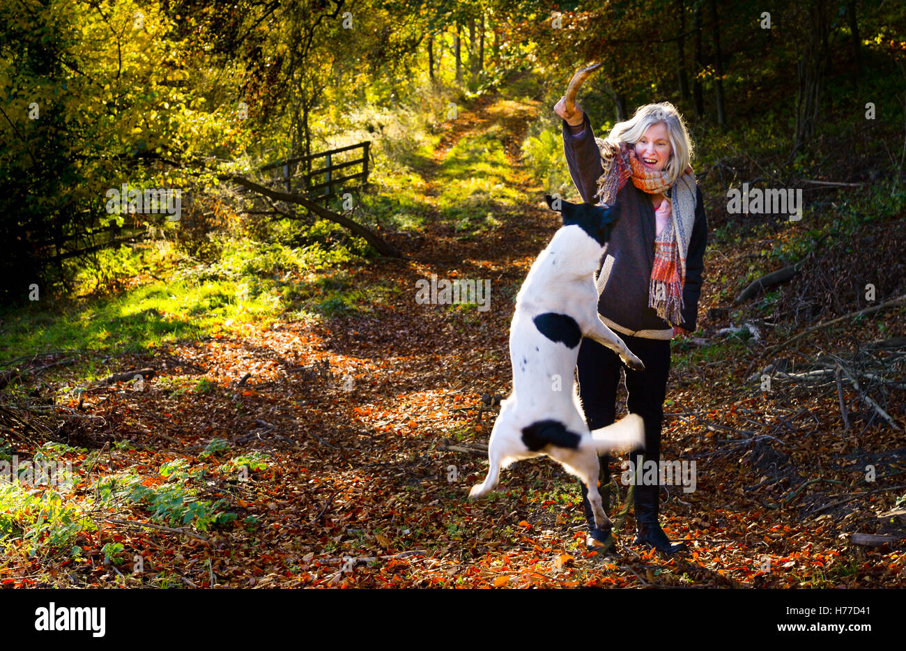 Frau spielt mit einem Hund und Stock auf einem Weg im Herbst Stockfoto