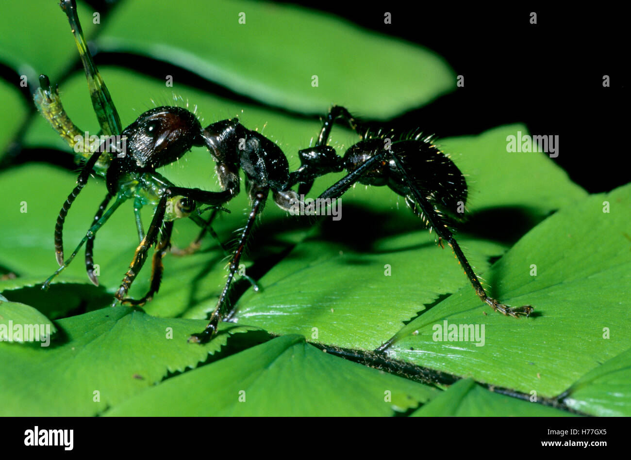 Bullet Ant (Paraponeragroße Clavata) mit Grasshopper Beute im Kiefer. Nationalpark Tortuguero, Costa Rica Stockfoto
