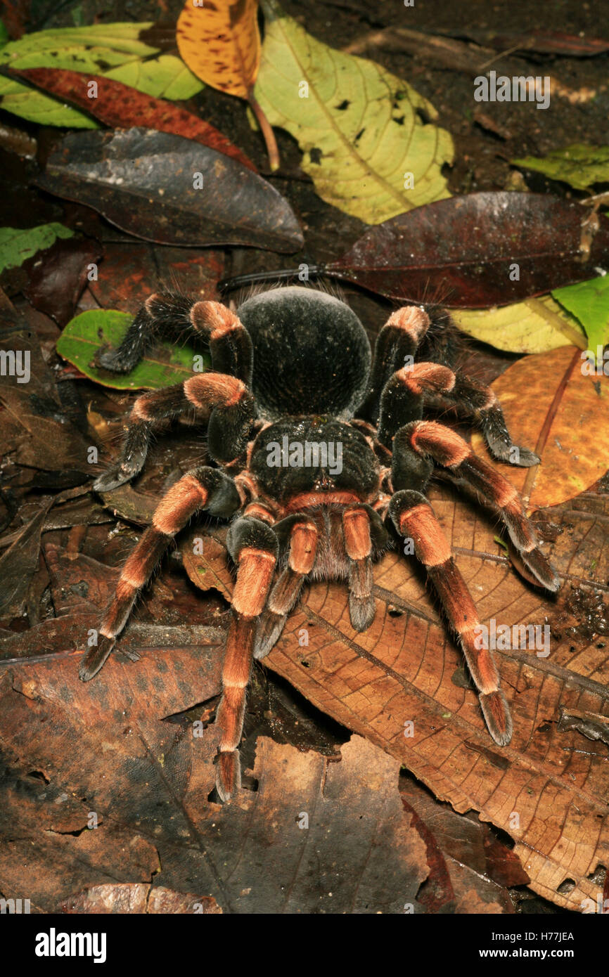 Costa Rican Redleg Tarantula (Megaphobema Mesomelas) entstehende Burrow, Monteverde Cloud Forest Preserve, Costa Rica. Stockfoto