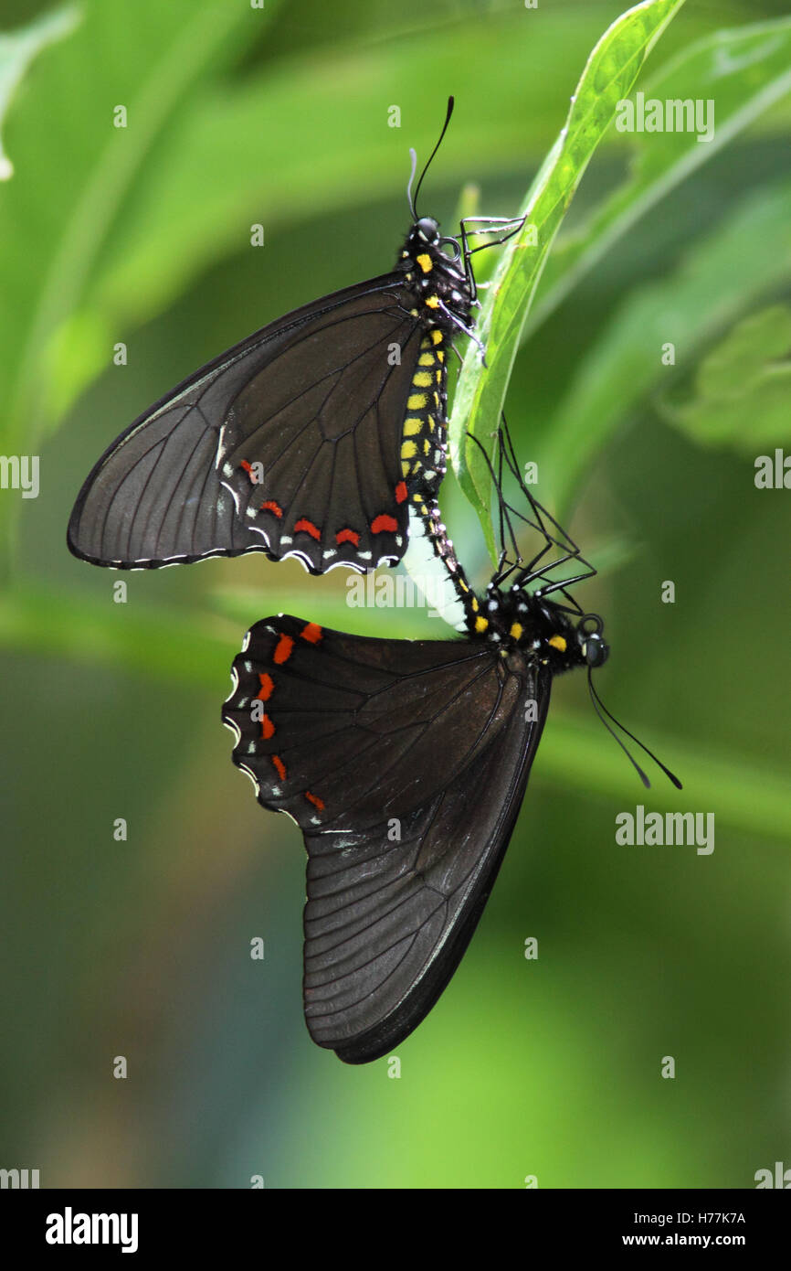 Schwalbenschwanz Schmetterlinge (Battus SP.) Paarung. La Selva biologische Station, Costa Rica. Stockfoto