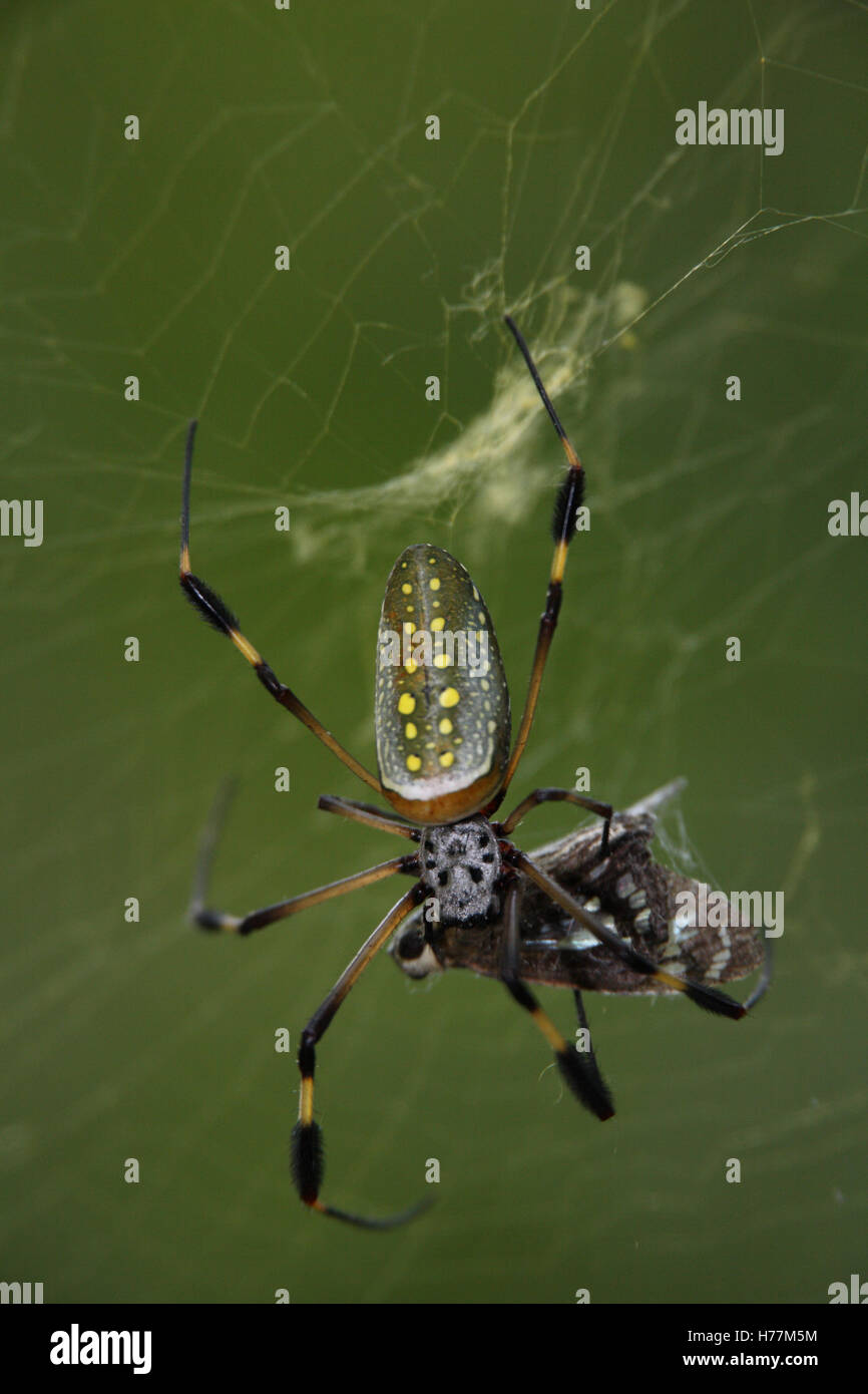 Golden Orb Spider (Nephila Clavipes) Fütterung auf Schmetterling gefangen im Web. Corcovado Nationalpark, Osa Halbinsel, Costa Rica. Stockfoto