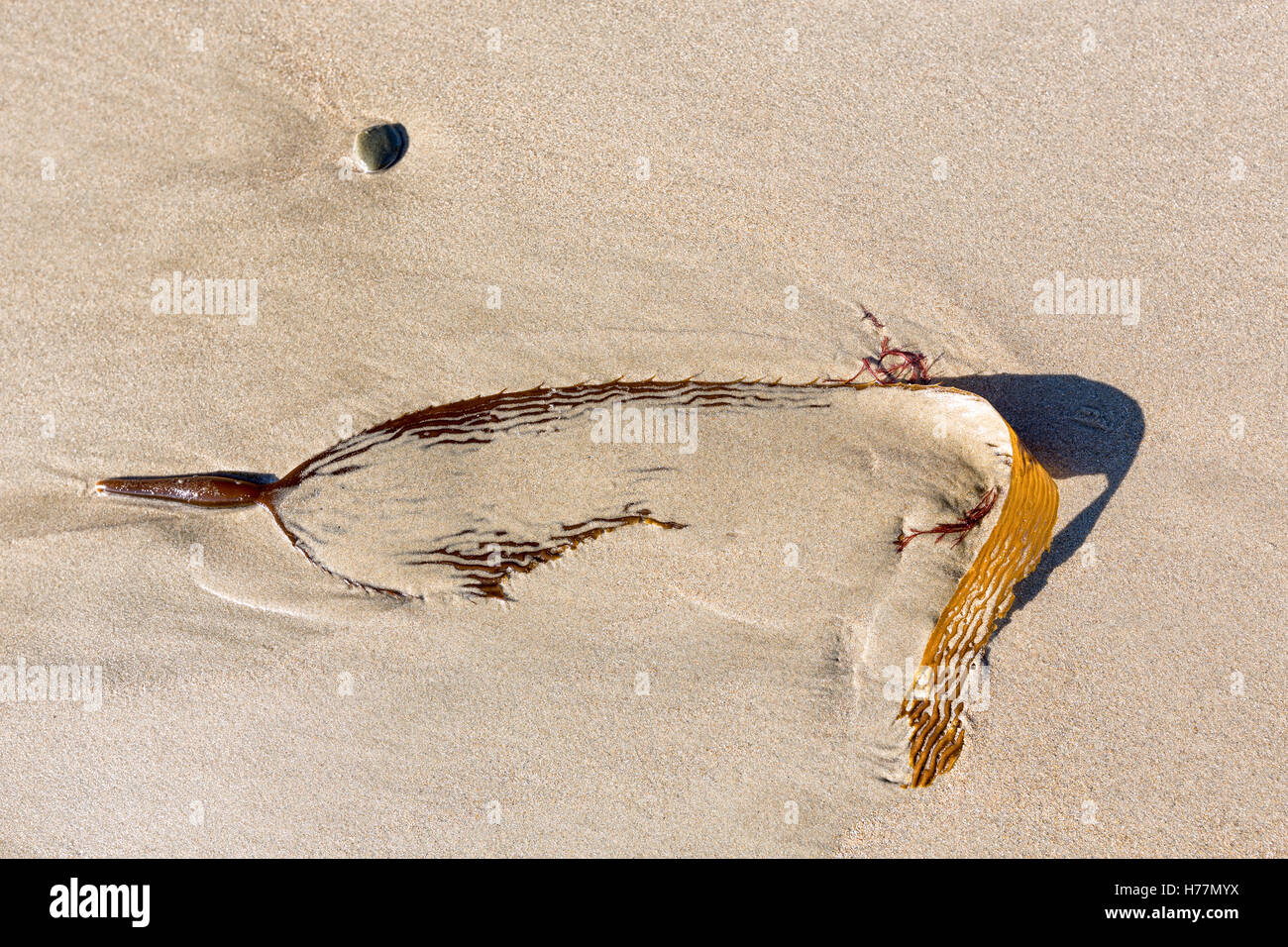 Moeraki Boulders, Moeraki, Neuseeland Stockfoto