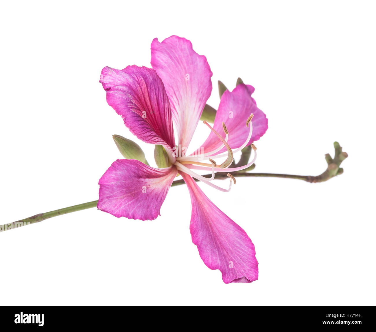 Hong Kong Orchidee Stockfoto