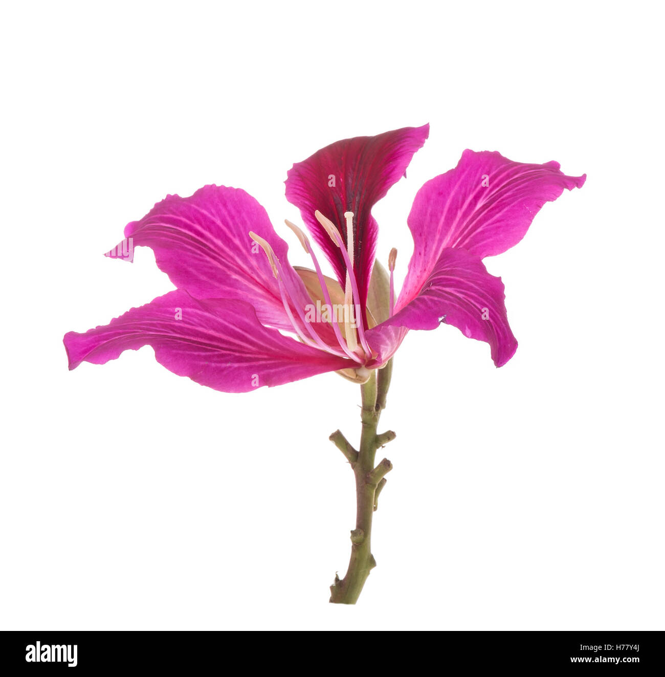 Hong Kong Orchidee Stockfoto