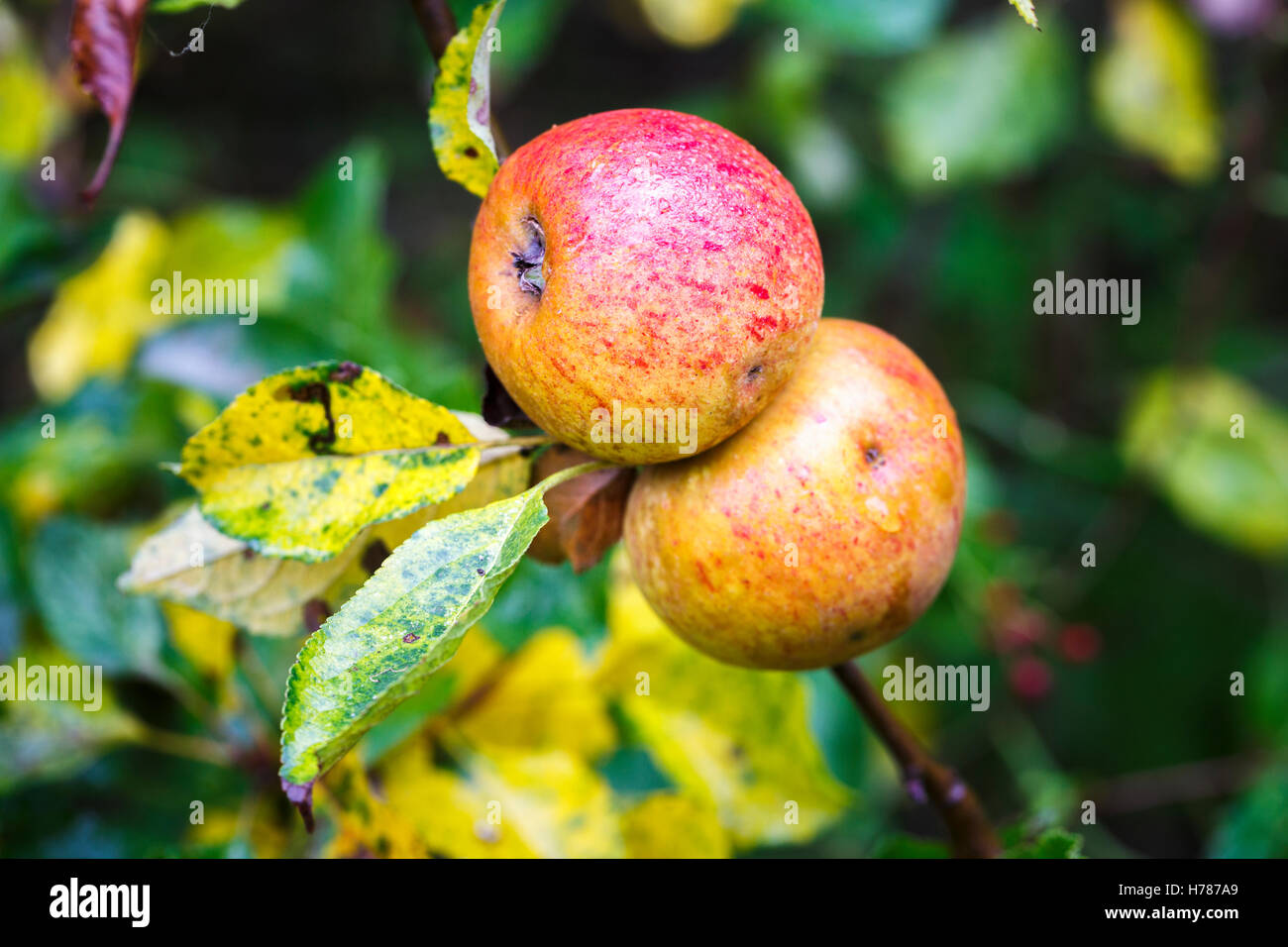 Ein paar rosige rote Äpfel wachsen und Reifen auf dem Zweig der Apfelbaum im Herbst in Süd-England Stockfoto