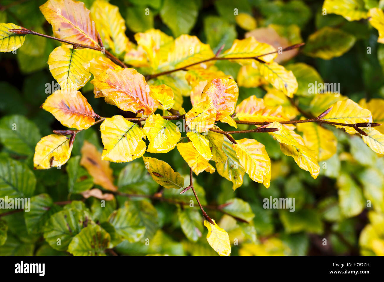 Nasse Blätter der Buche (Fagus Sylvatica) mit goldenen gelben Herbstfärbung in Südengland Stockfoto