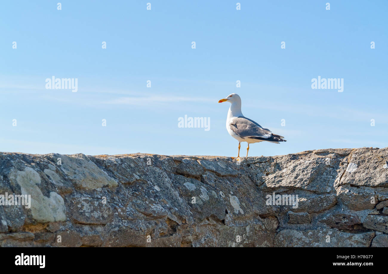 sonnigen Landschaften, darunter eine Möwe ruht auf einer Steinmauer Stockfoto