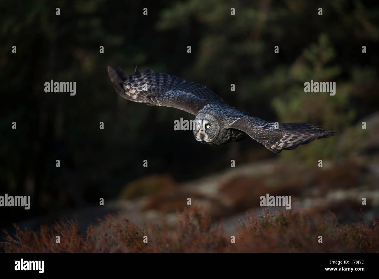 Großen grau-Eule (Strix Nebulosa) fliegen, über eine Lichtung am Rande des borealen Wäldern, geräuschlose Gleitflug jagen. Stockfoto