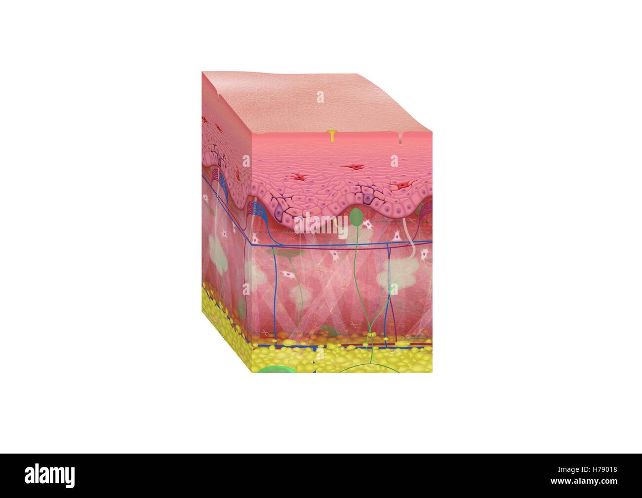 HAUT, ILLUSTRATION Stockfoto