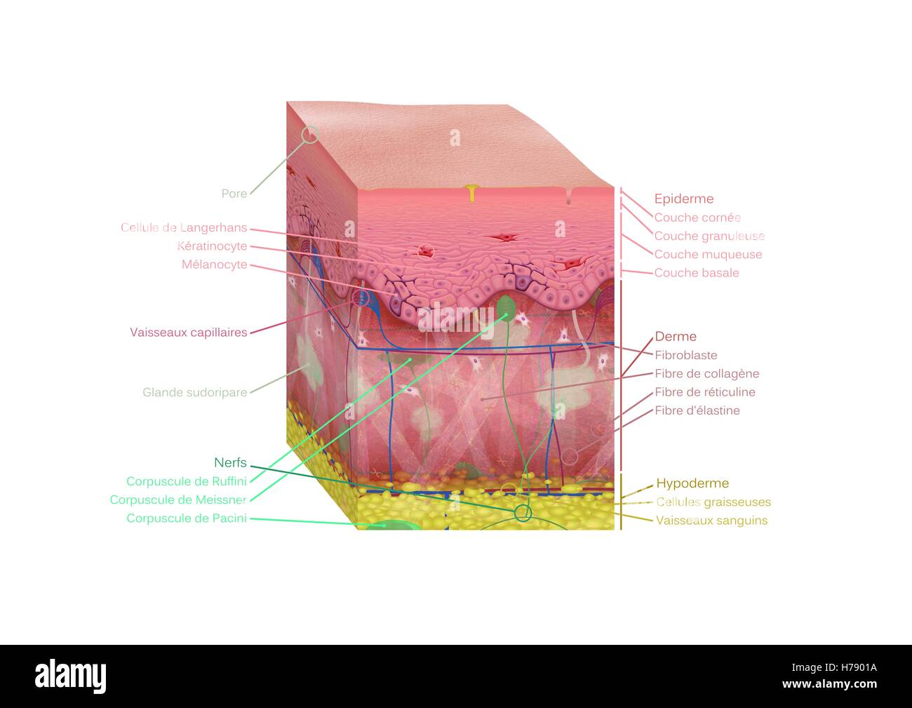 HAUT, ILLUSTRATION Stockfoto