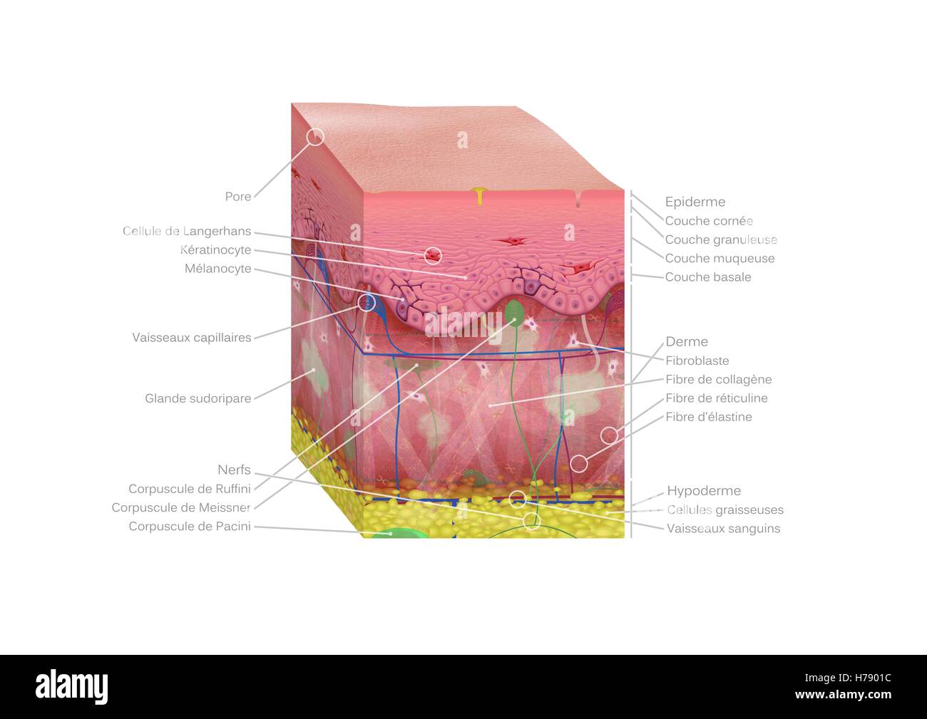 HAUT, ILLUSTRATION Stockfoto