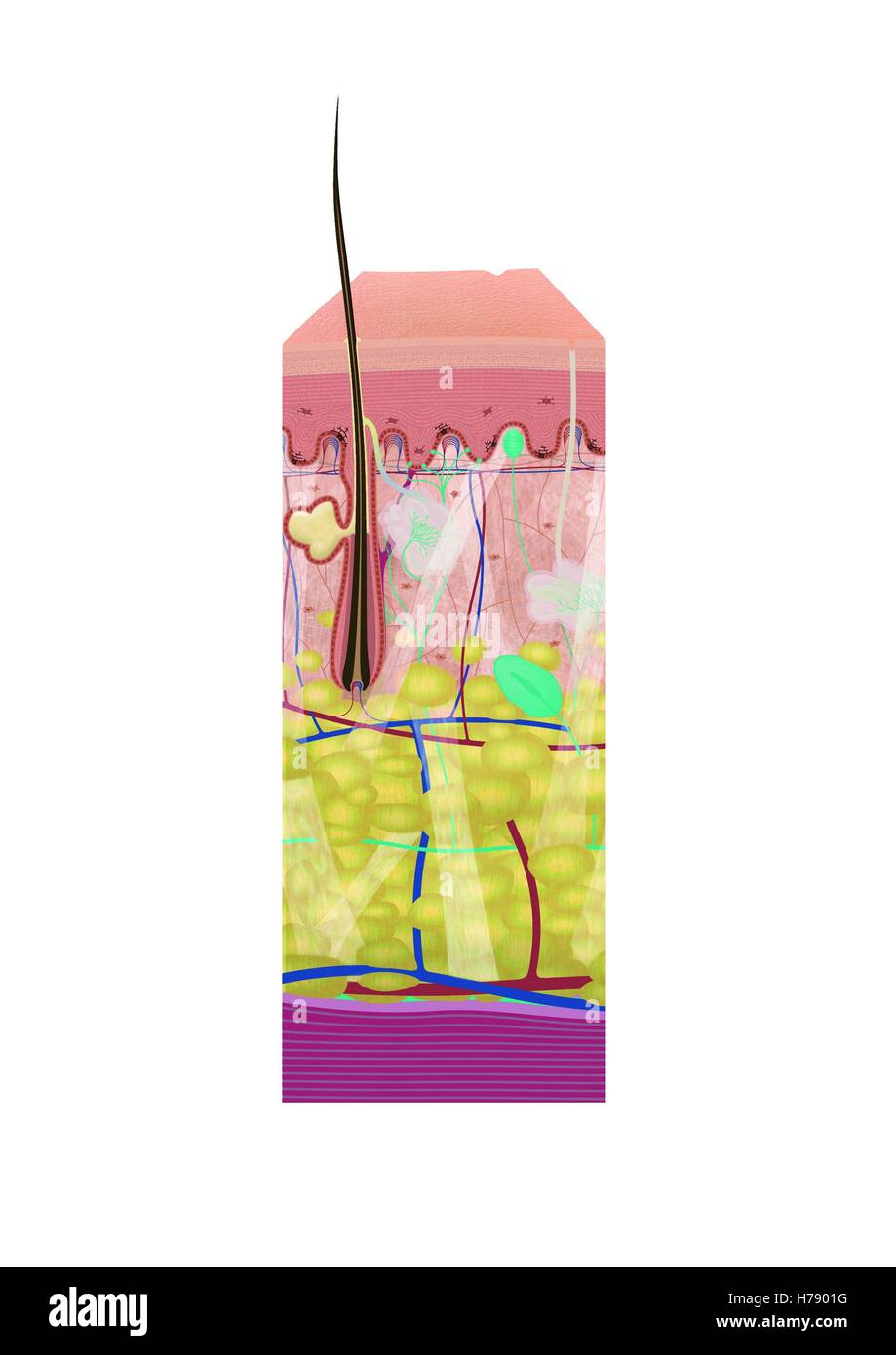 HAUT, ILLUSTRATION Stockfoto