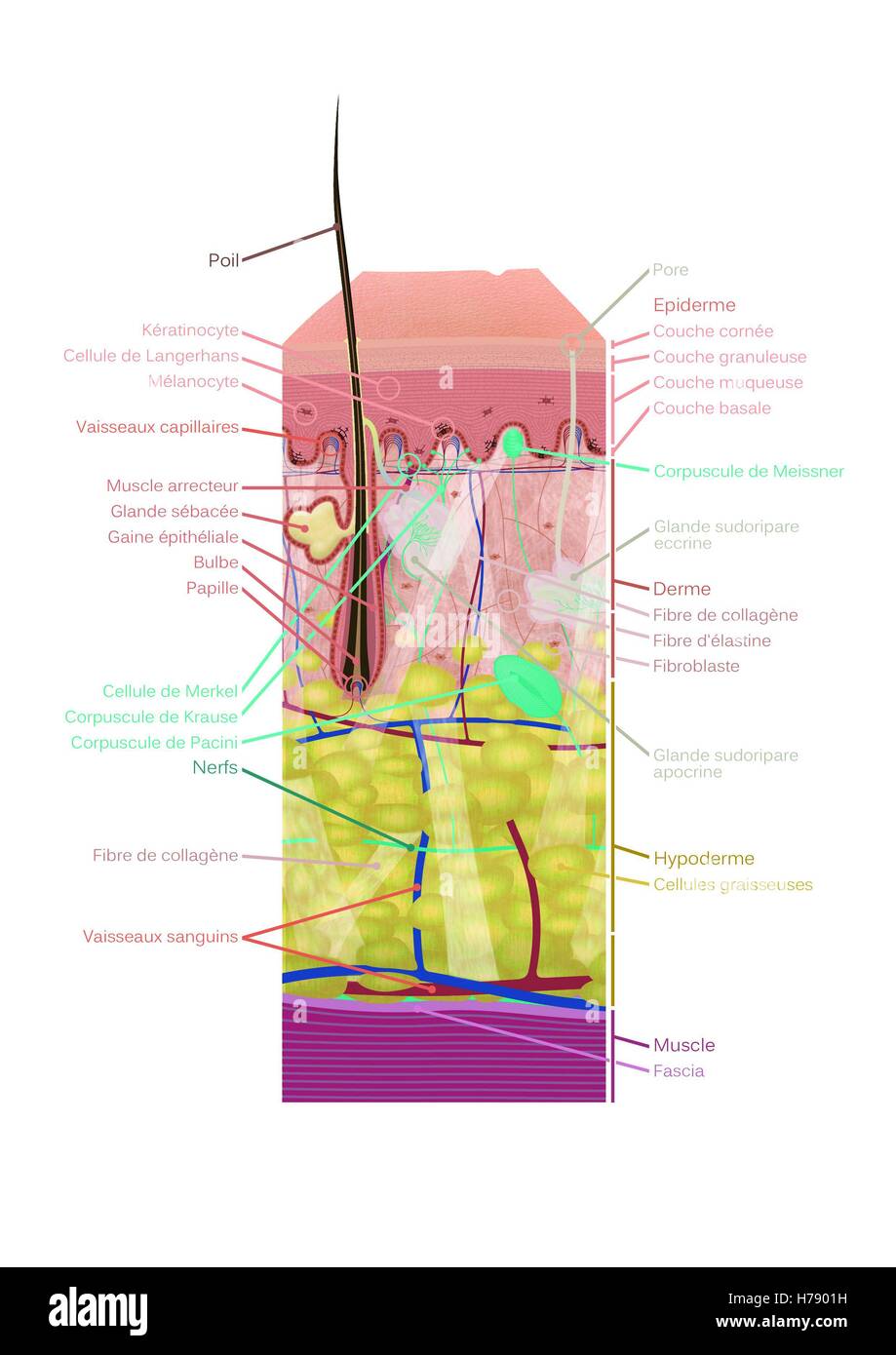 HAUT, ILLUSTRATION Stockfoto