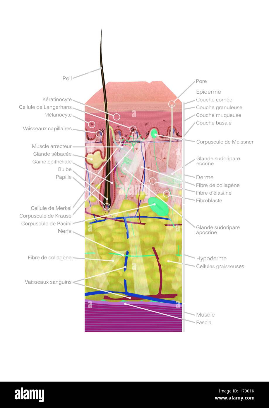HAUT, ILLUSTRATION Stockfoto