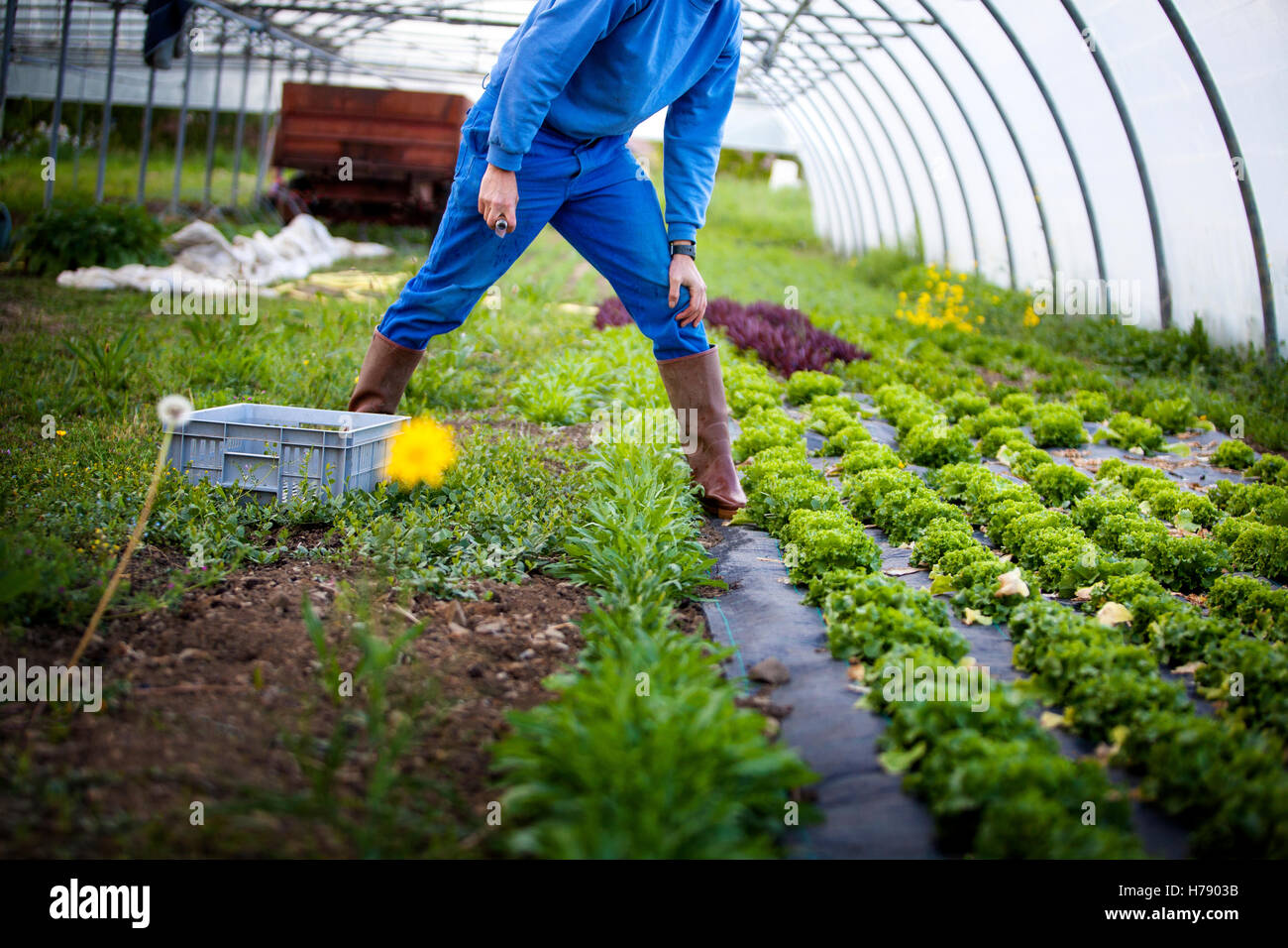 ÖKOLOGISCHEN LANDBAU Stockfoto