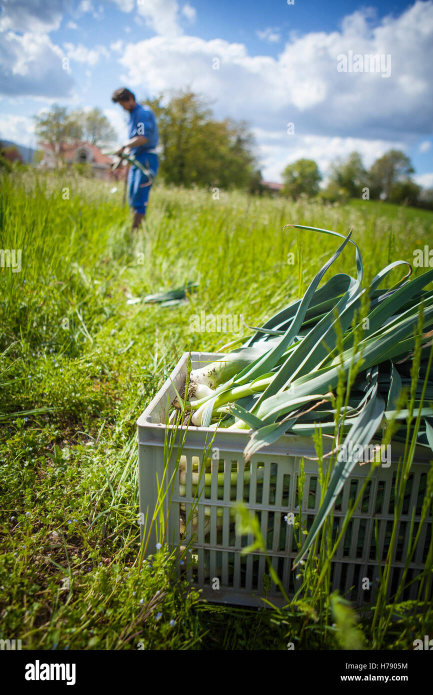 ÖKOLOGISCHEN LANDBAU Stockfoto