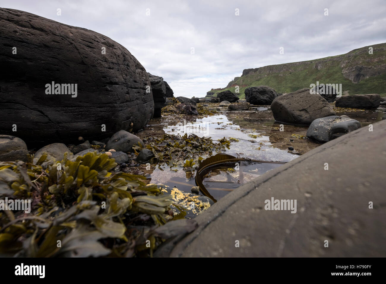 Fels-Pools bei den Giants Causeway auf der Küste von North Antrim in Ulster, Irland. Stockfoto