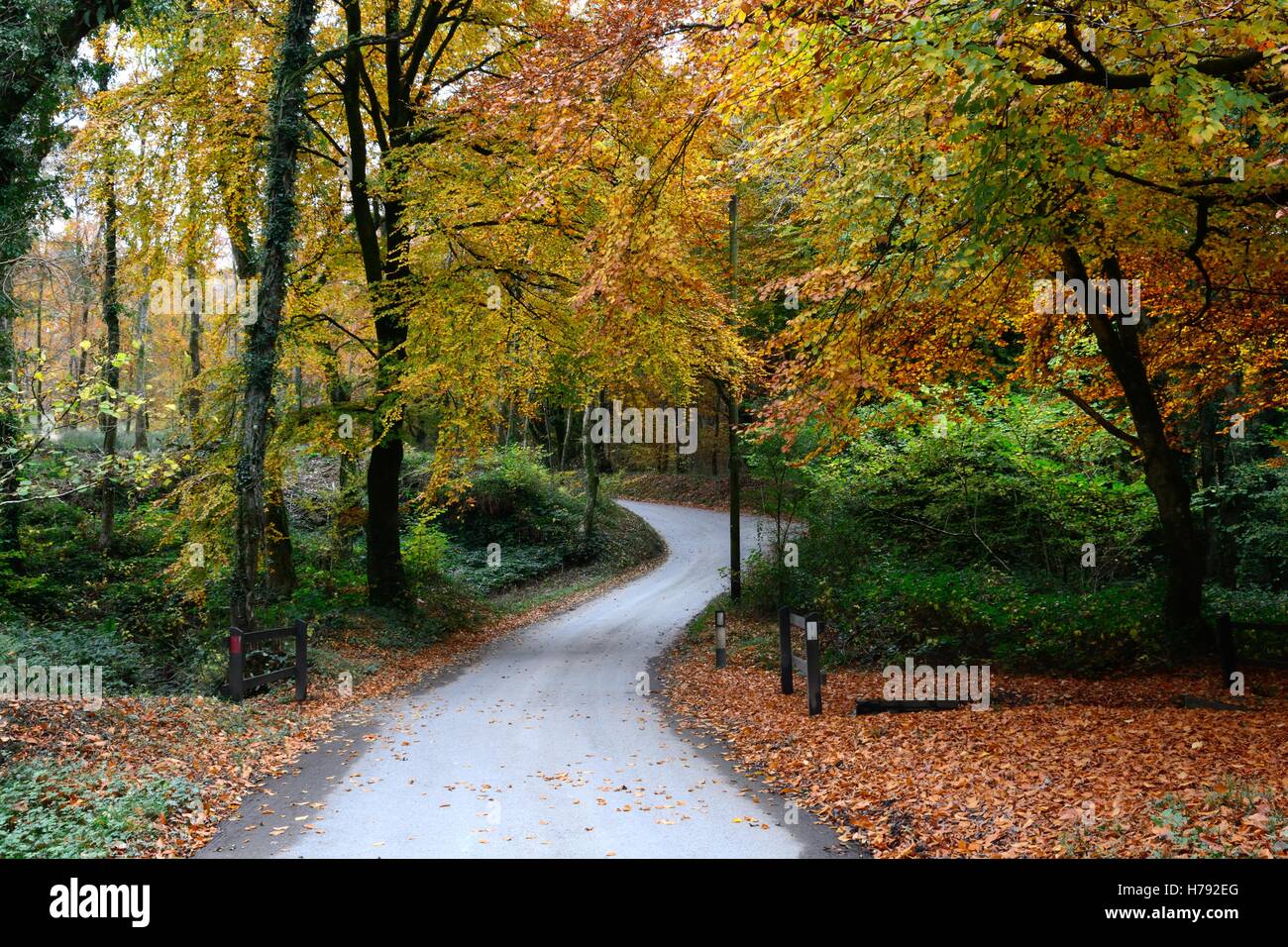 Schmale Straße durch Minwear Wald im Herbst Canaston Pembrokeshire wales Stockfoto