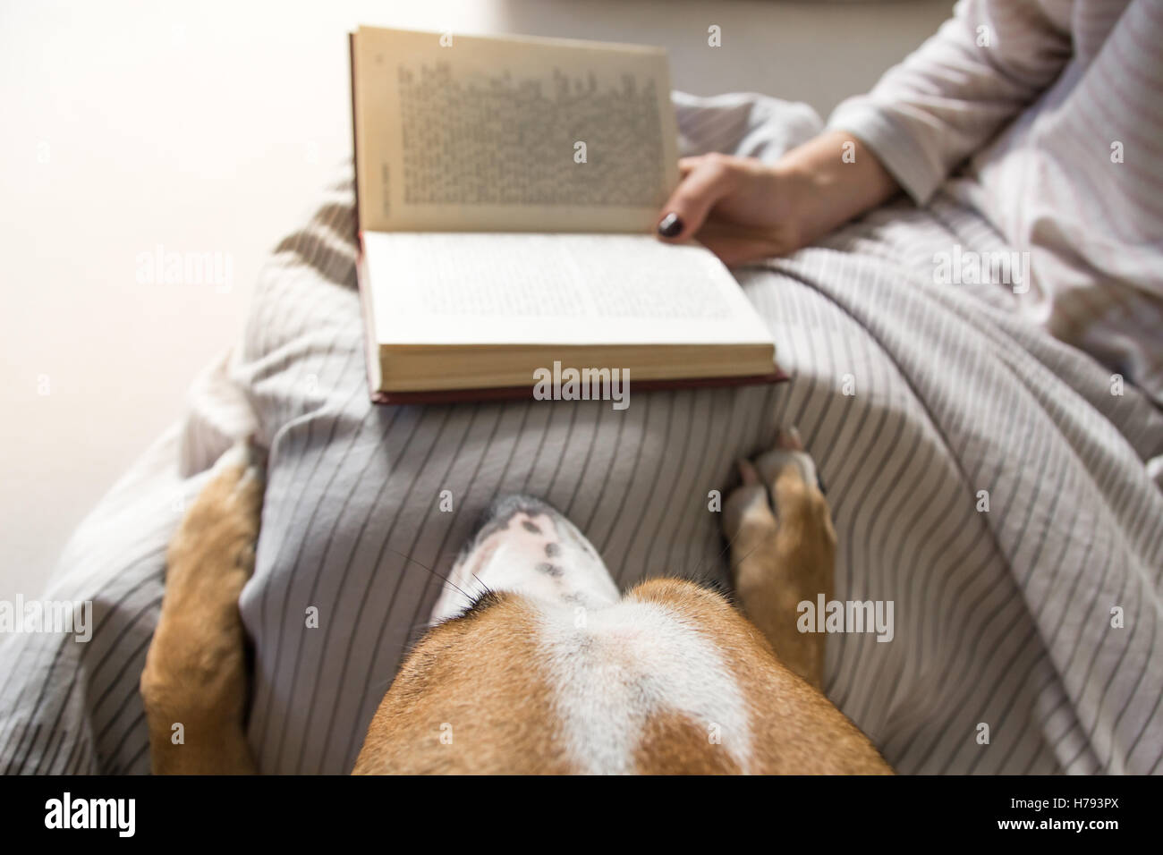 Hund im Bett mit Besitzer Buch zu lesen. Buch gelesen von Person im Bett vom Hund Perspektive betrachten Stockfoto