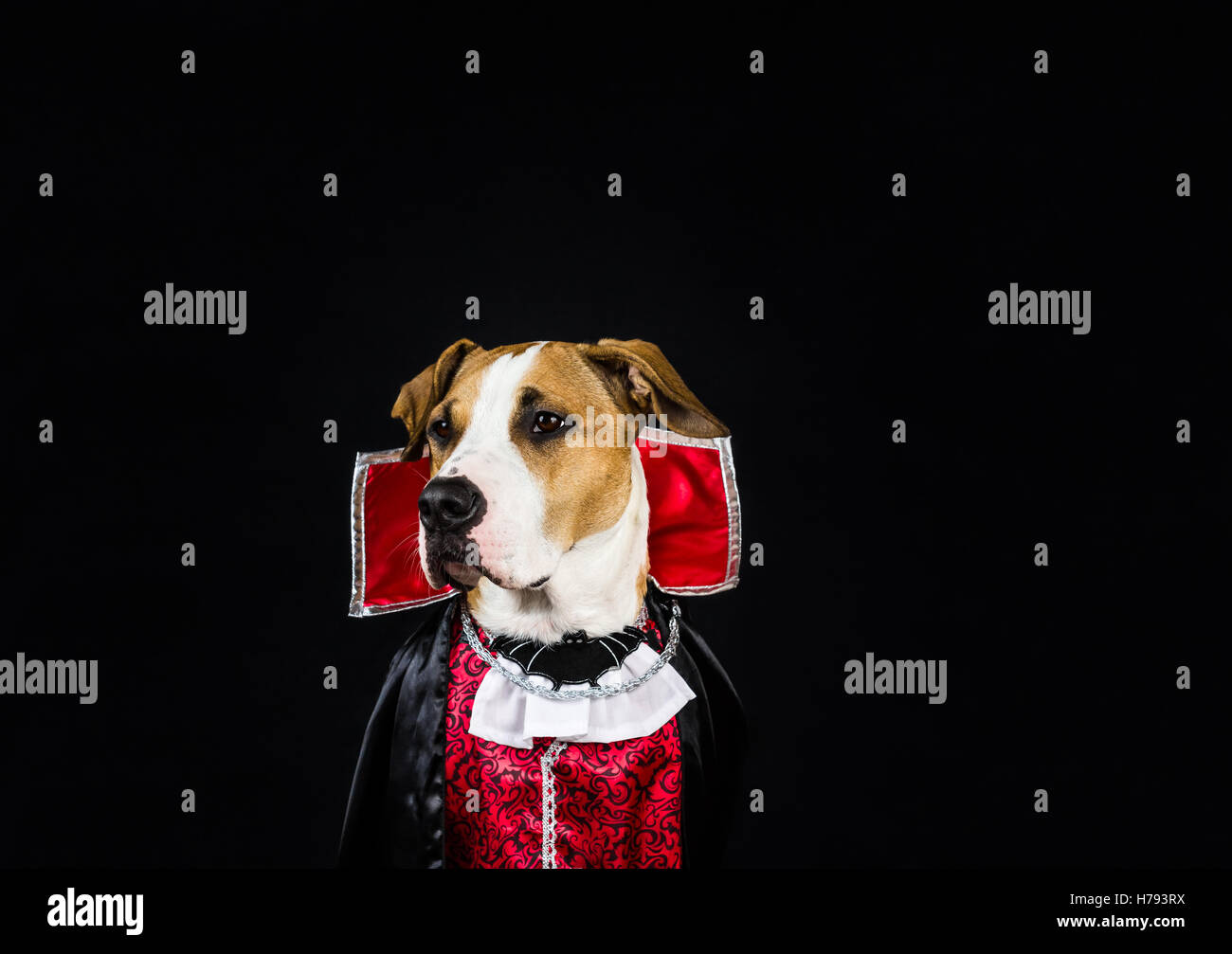 Hund in Halloween Vampir Kostüm. Für Halloween verkleidet Welpen in einem Vampir Outfit posiert vor dunklem Hintergrund Stockfoto