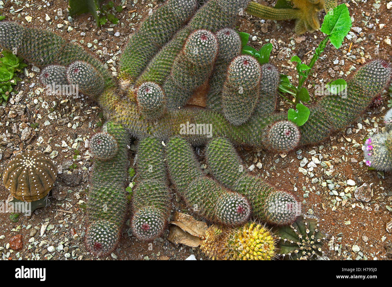 Kaktus Pflanze mit einzigartigen form Stockfoto