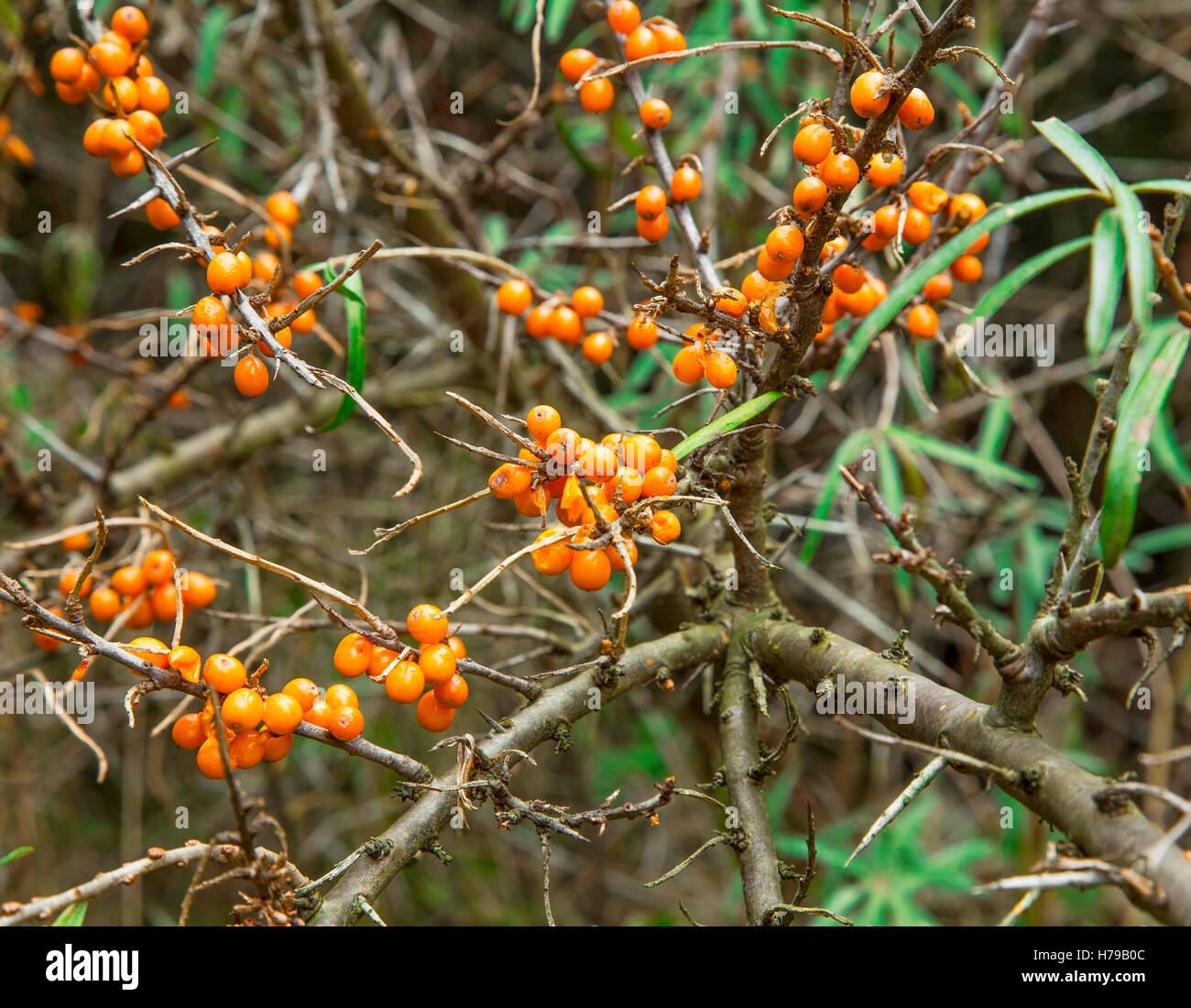 Sanddorn Pflanzen Busch mit Beeren Stockfoto