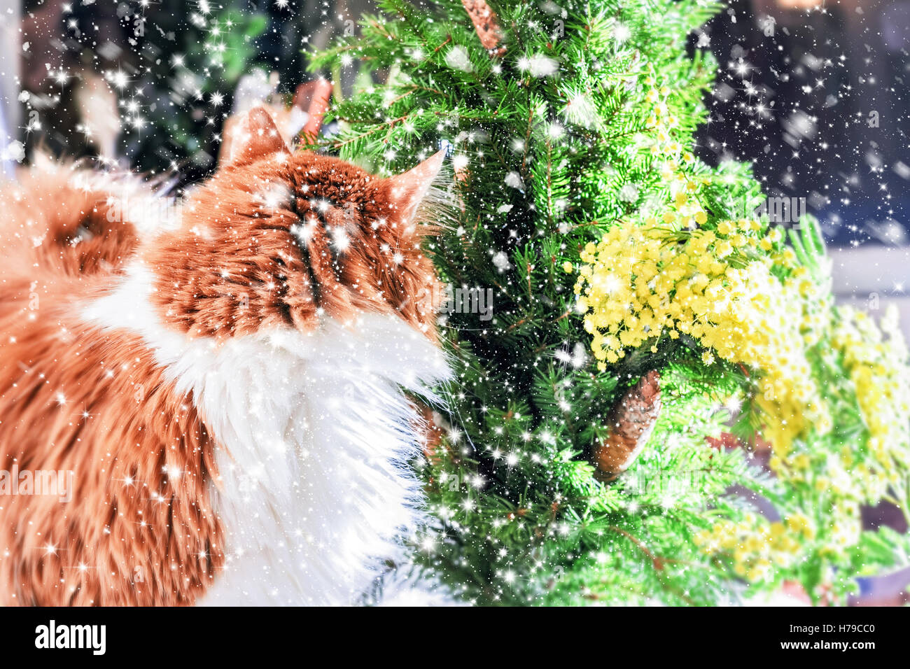 Rote Katze, grüner Baum und Mimosen für Urlaubsstimmung Stockfoto