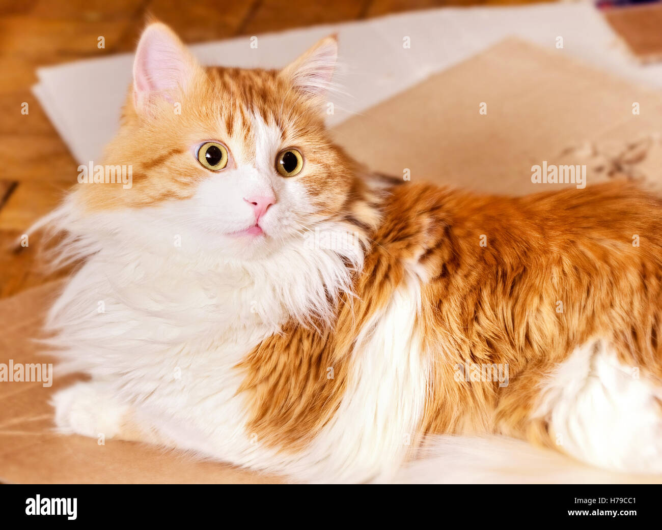 Charmante Adilr große rote Katze auf Holzboden überrascht Stockfoto