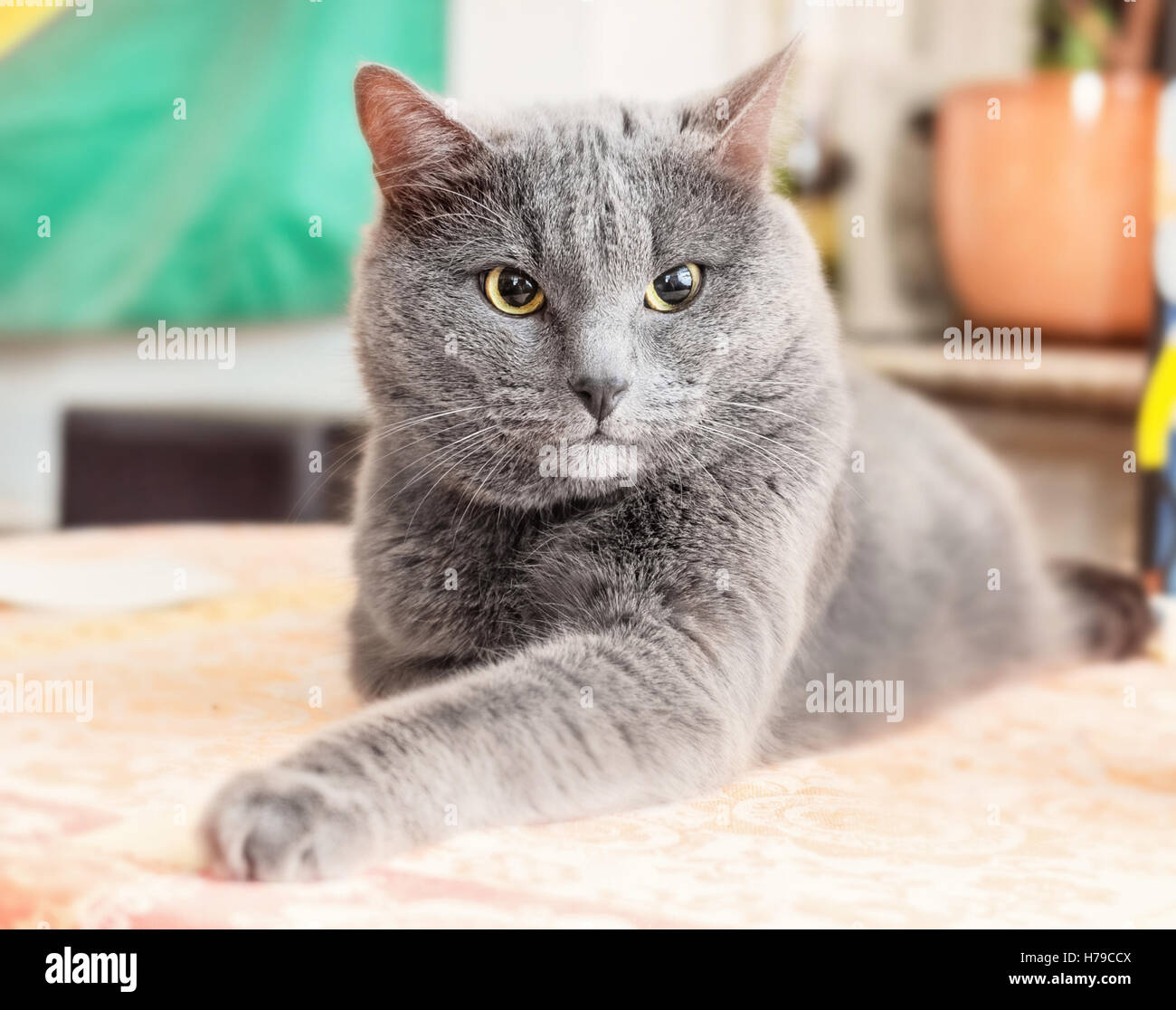 Erwachsenen wütend graue Katze zu Hause auf Tisch Stockfoto