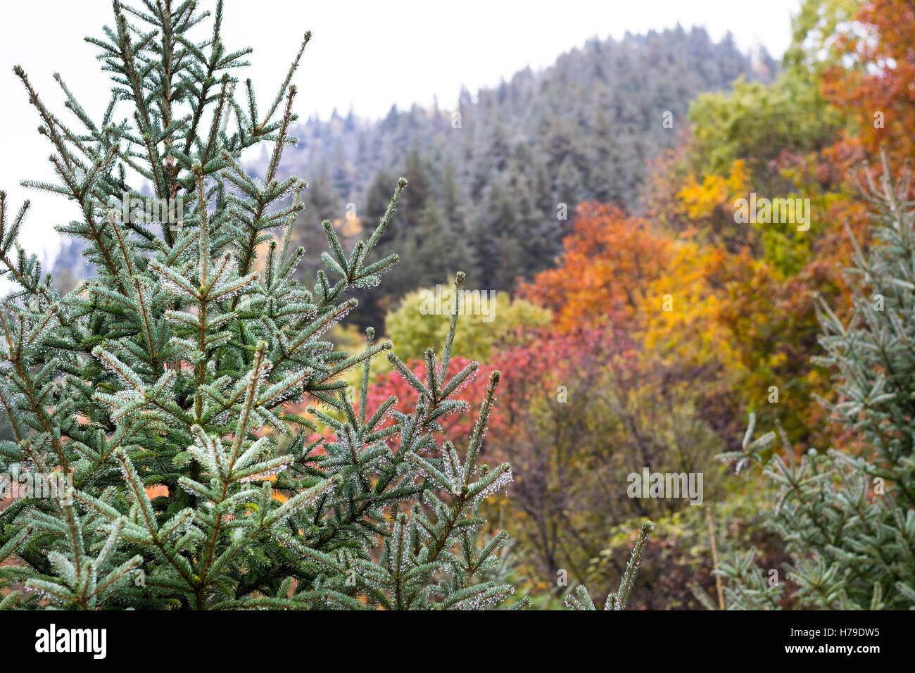 Herbstlaub in Jiuzhaigou Nationalpark in der Provinz Sichuan, China im Oktober 2016 Stockfoto