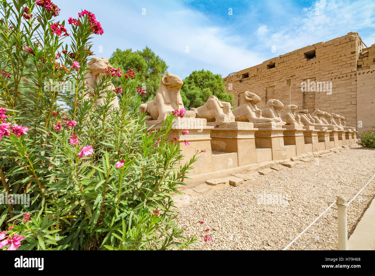 Sphinxen-Allee. Luxor, Ägypten Stockfoto