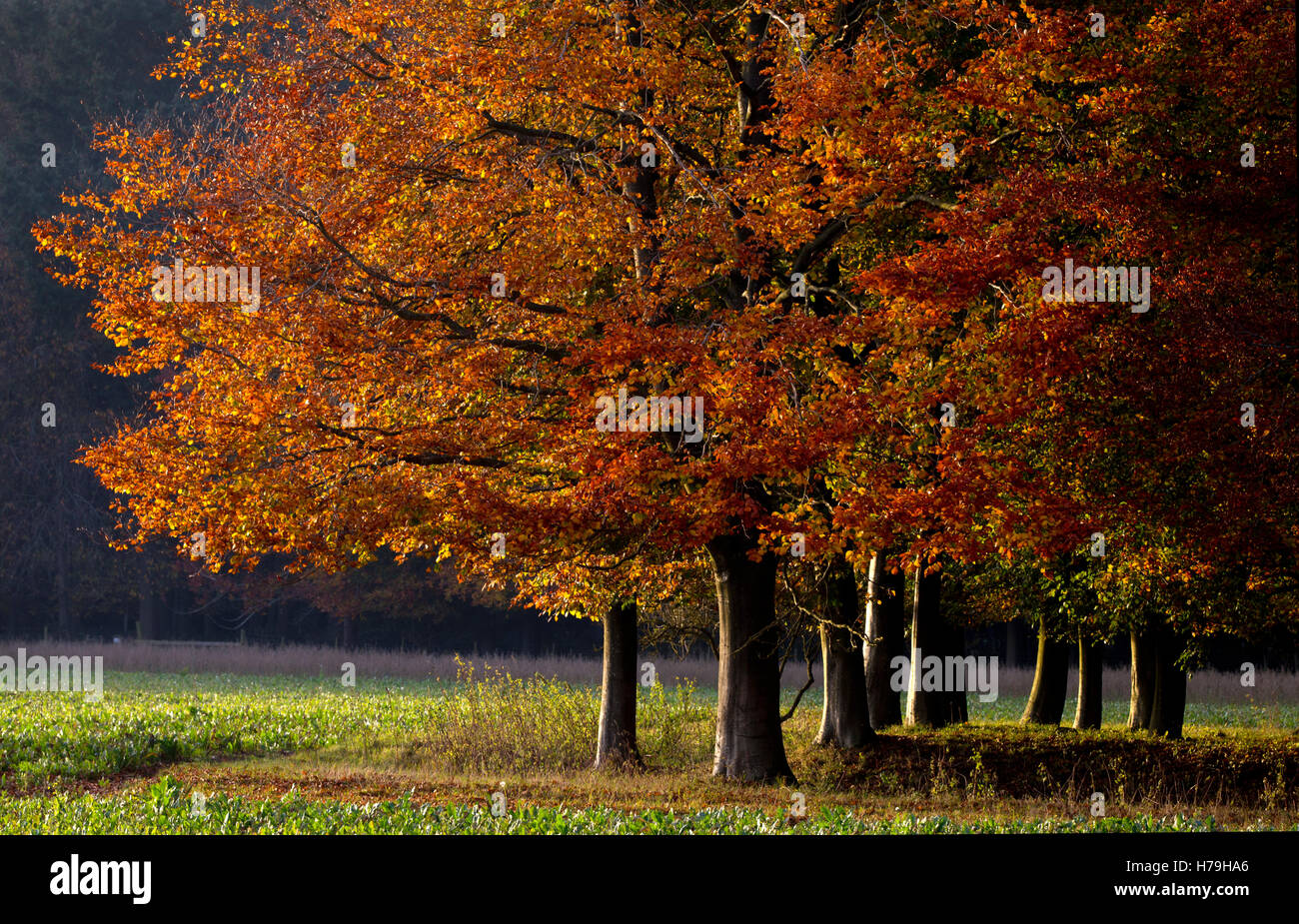 Wäldchen Buche Bäume im Herbst Farbe, Oxfordshire, England Stockfoto
