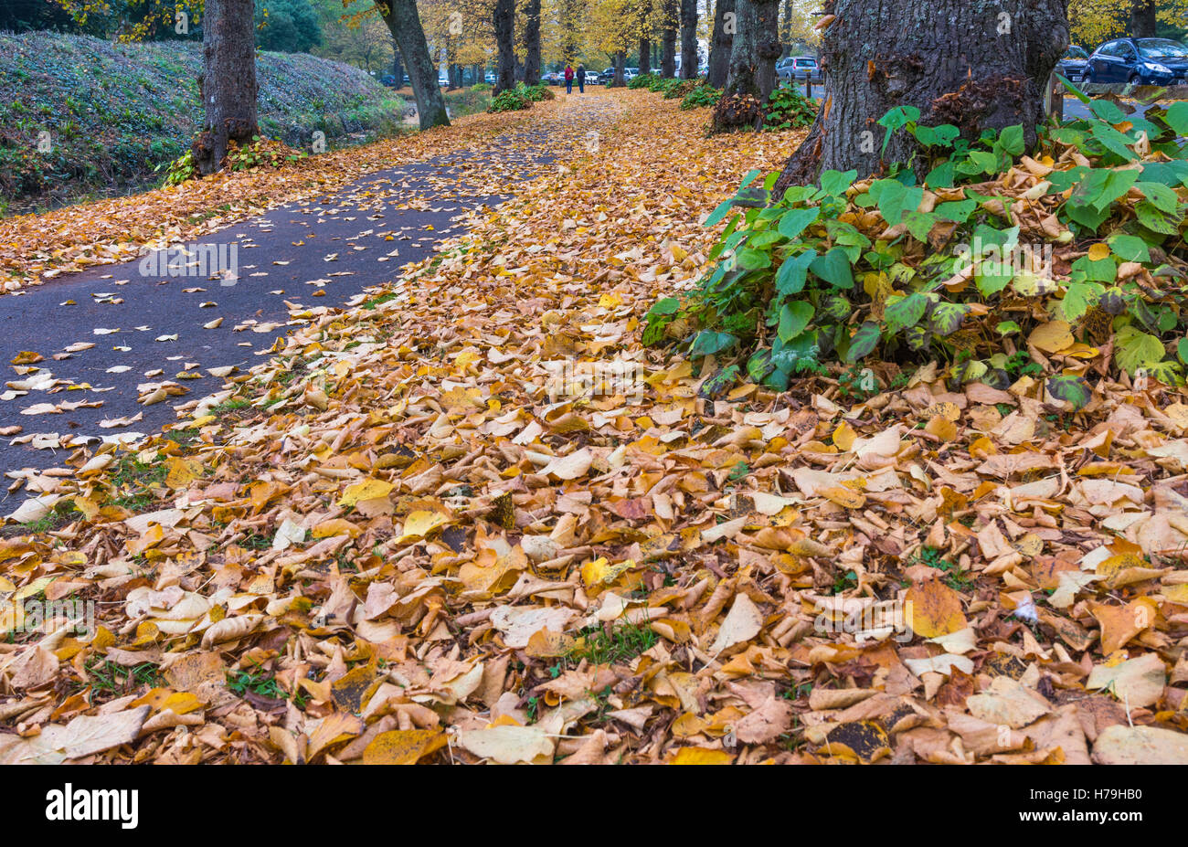 Herbst-Szene mit verlässt gefallenen auf den Boden in Arundel, West Sussex, England, UK. Stockfoto