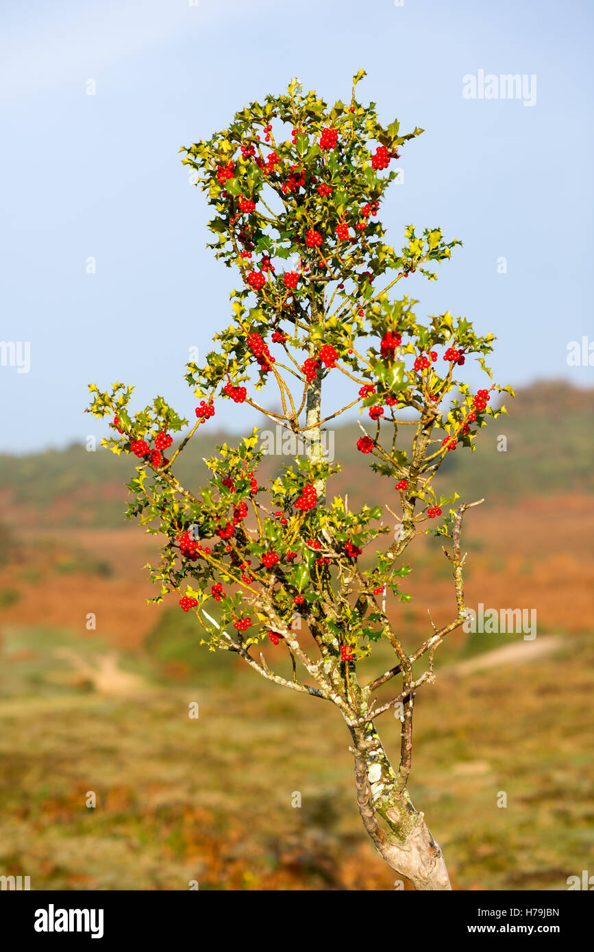 Leuchtend rote Beeren auf einem kleinen, aber hohen heiligen Busch. Stockfoto