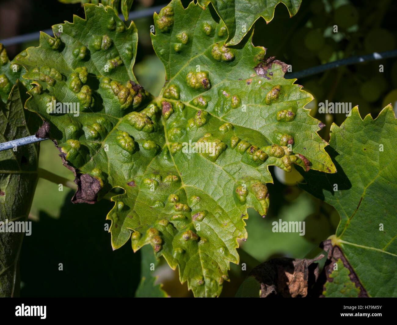 Eriophyes Vitis ist eine Milbe infizierende Weinblätter. Krankheit der