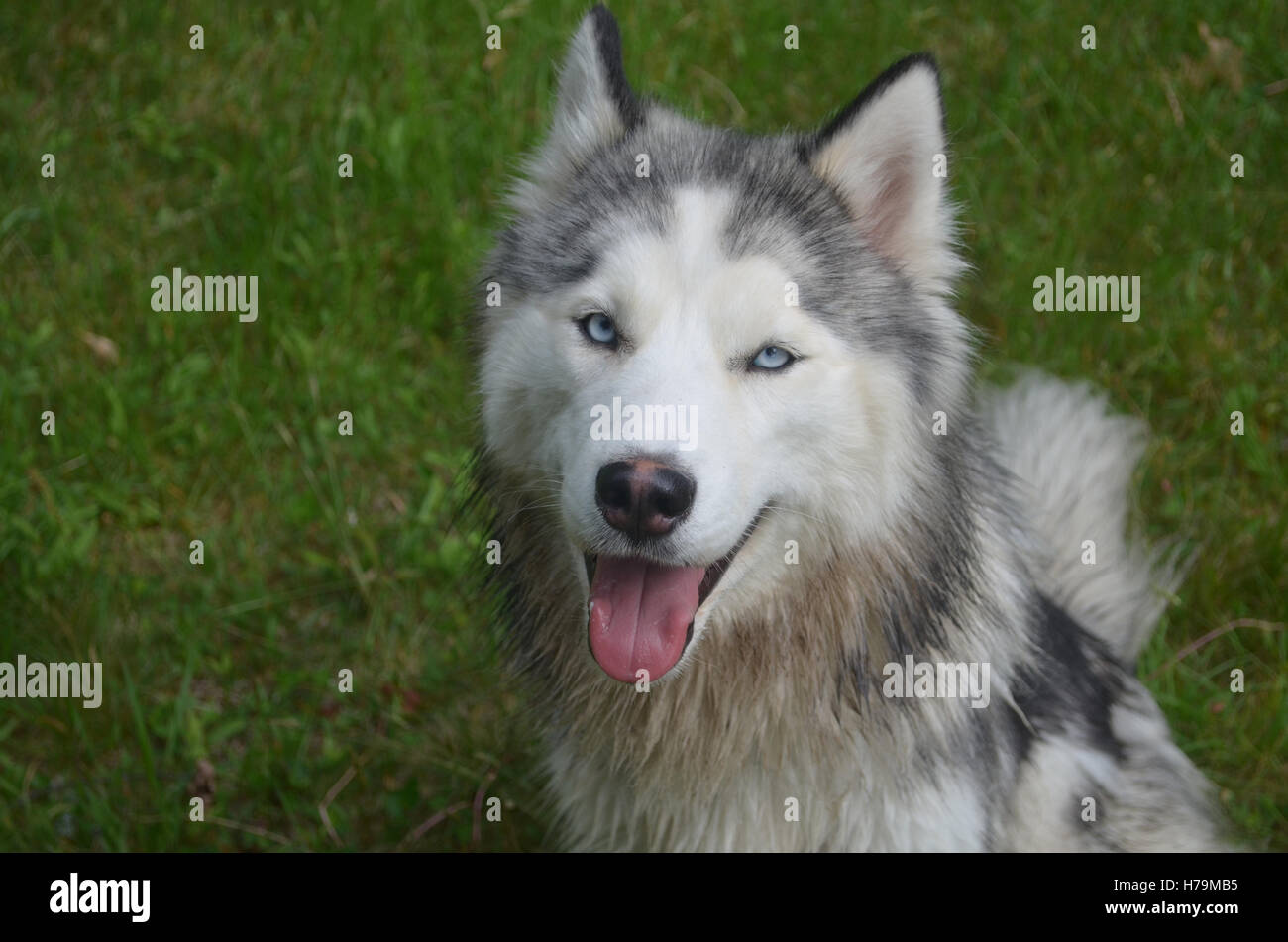 Gut aussehende Siberian Husky Hund auf die Wiese. Stockfoto