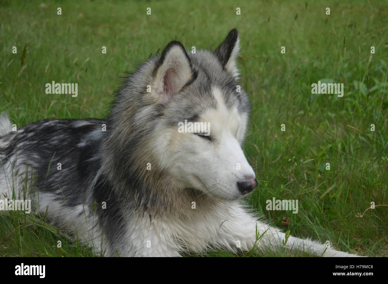 Siberian Husky Hund schlafen in hohe Gräser. Stockfoto