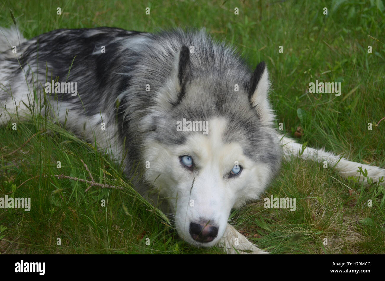 Sehr attraktive Siberian Husky Hund Gras. Stockfoto