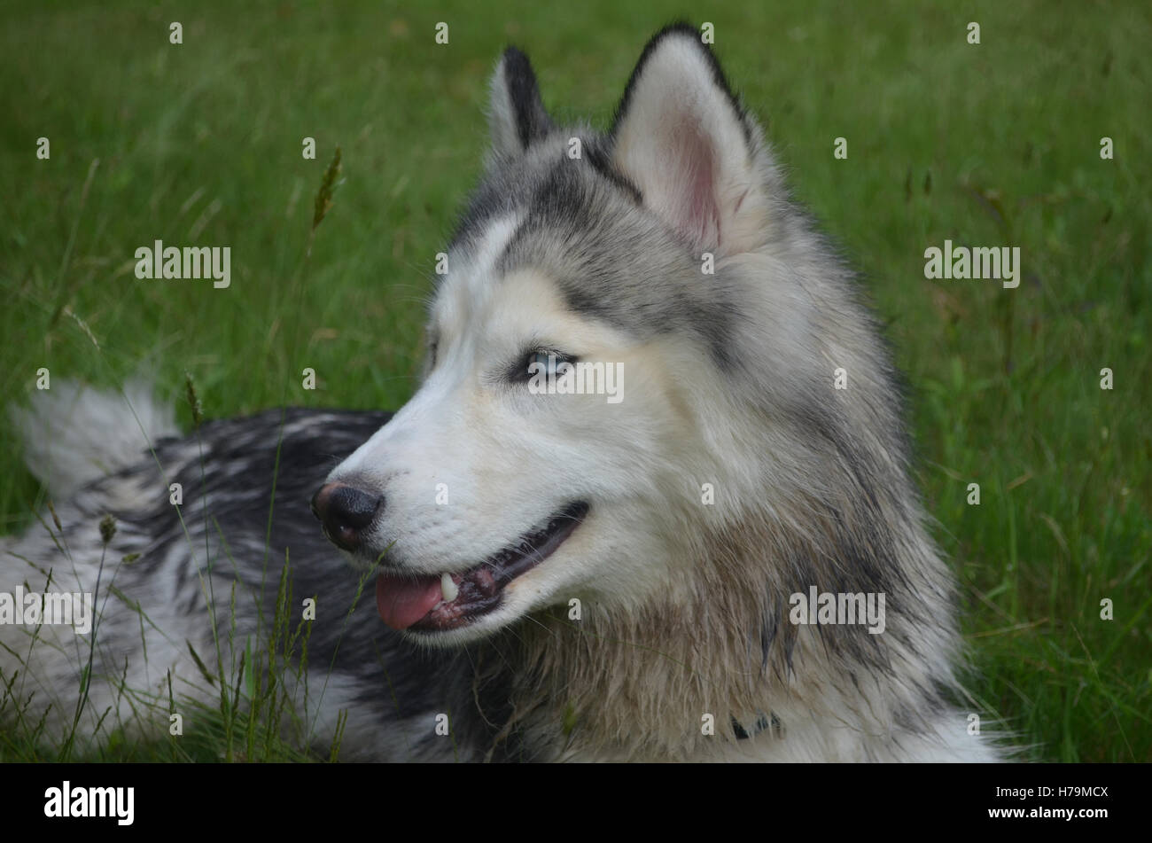 Wunderschöne Profil eines Siberian Husky Hund. Stockfoto