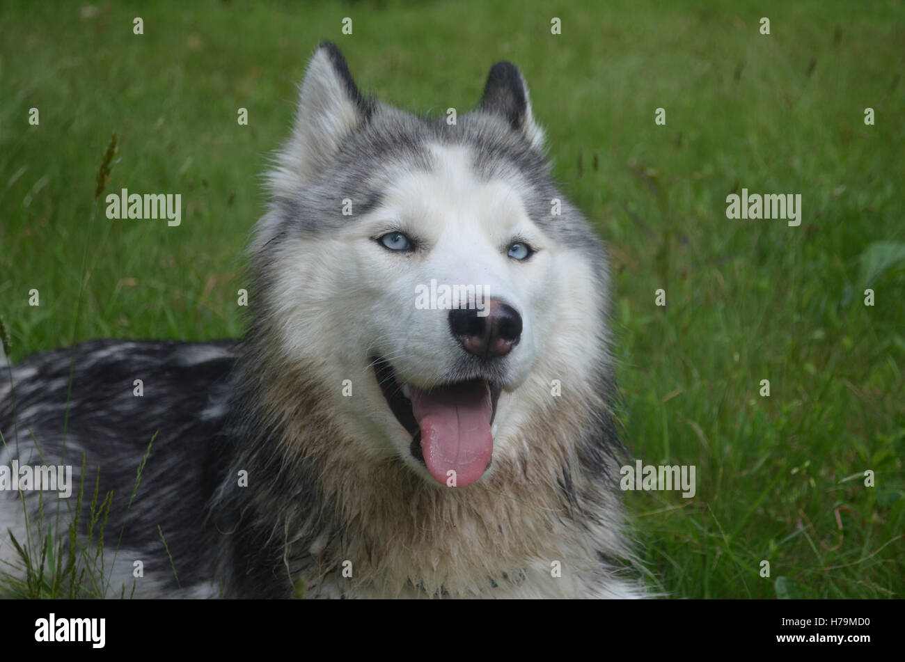 Schöne süße Gesicht auf ein Siberian Husky Hund. Stockfoto