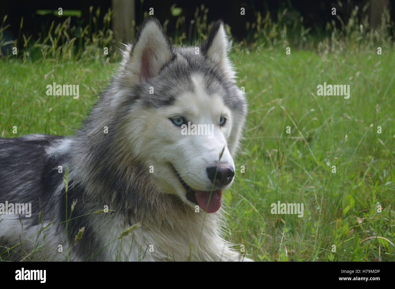 Großer sibirischer Husky Hund Gras. Stockfoto