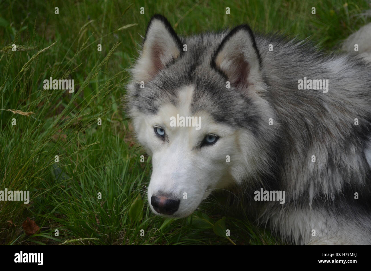 Wachsam und aufmerksam Siberian Husky Hund. Stockfoto